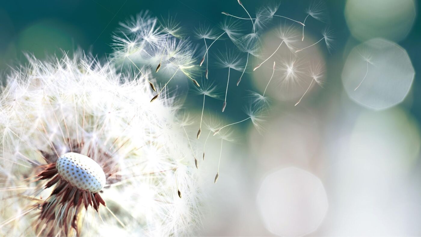 The gift of the breath The gift of the breath